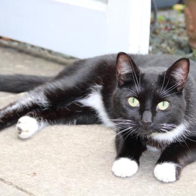 Appleby Country Cattery Cat